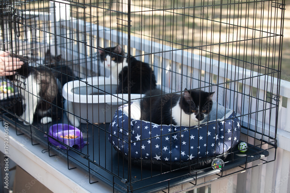 Obraz premium Cute black-white Cats in Crate