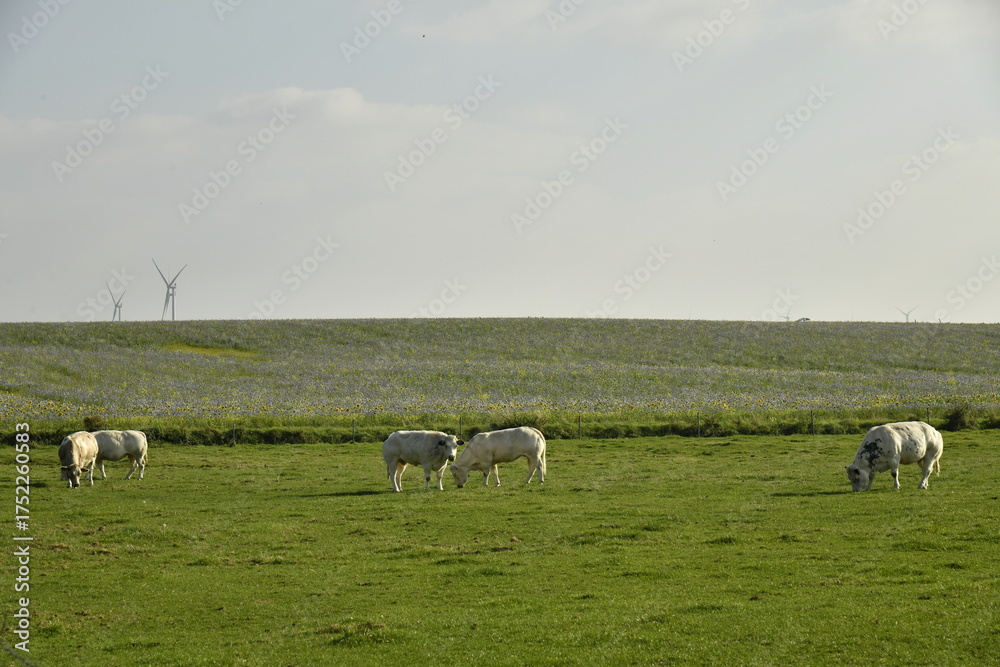 Fototapeta premium Vaches laitières broutant l'herbe dans un champ à perte de vue à Écaussinnes d'Enghien (Soignies)