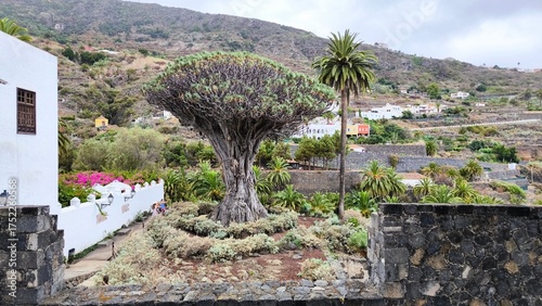 Ancient dragon tree in Icod de los Vinos, Tenerife, Canary Islands, Spain