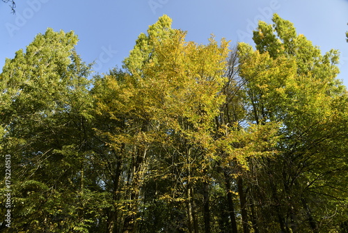 Le feuillage jaune dorée des arbres le long d'une route à Écaussinnes d'Enghien (Soignies)