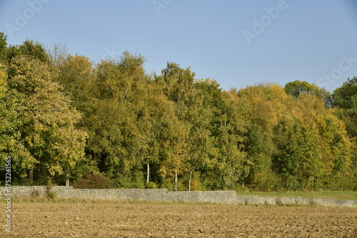 Début des couleurs d'automne des arbres le long d'un mur en pierres à Écaussinnes d'Enghien 