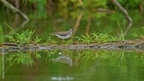 Common sandpiper, Actitis hypoleucos. Common sandpiper foraging along a tranquil wetland edge, its reflection mirrored in the calm water.