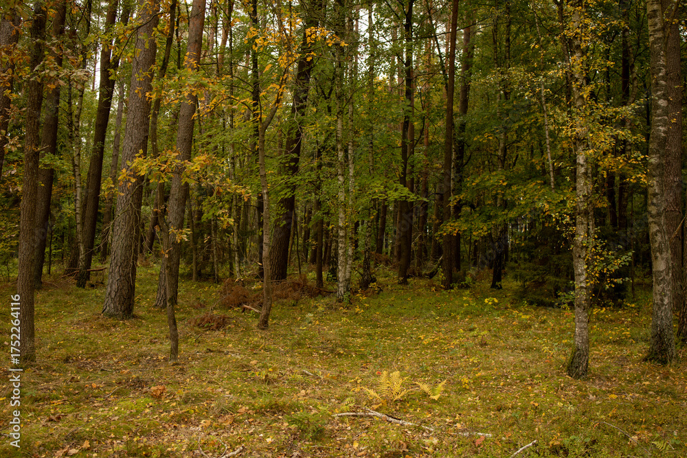 Fototapeta premium Young leafy forest in vibrant yellow and green fall foliage. A lush young deciduous forest filled with tightly spaced trees covered in bright yellow and green autumn foliage. Rich seasonal tones 