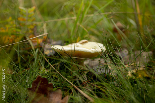 Macro shot of death cap mushroom in grass and fallen forest leaves