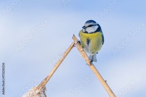 A blue tit sits on a reed stalk. Winter scene with a cute blue tit.  Cyanistes caeruleus
