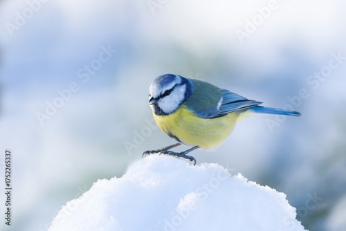 A blue tit sits in the snow. Winter scene with a cute blue tit.  Cyanistes caeruleus