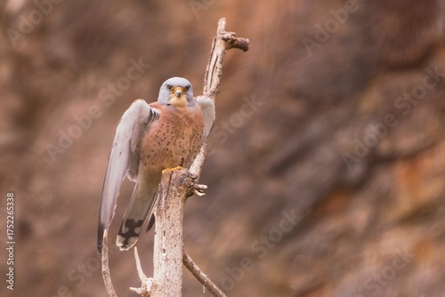 A Lesser kestrel sits on the top of a tree. Falco naumanni. Wildlife scene with a Lesser kestrel,. 