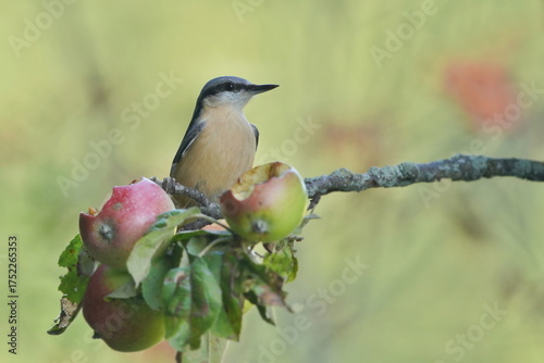 A Eurasian nuthatch (Sitta europaea) sits on a apple twig. nuthatch in the nature habitat. Wildlife scene from fall forest.