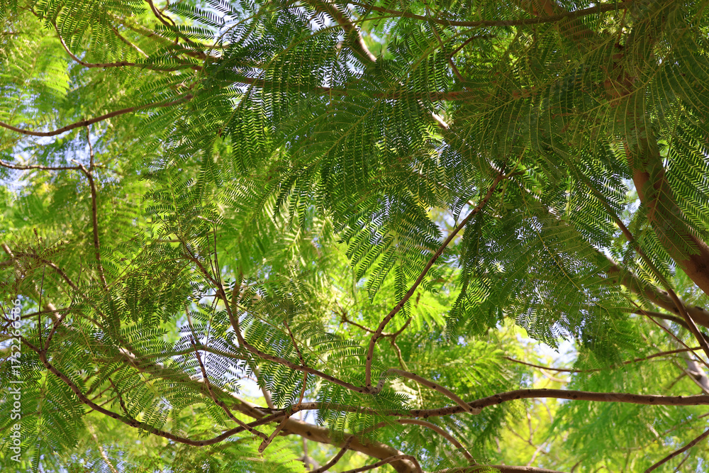 Fototapeta premium Royal Poinciana Tree