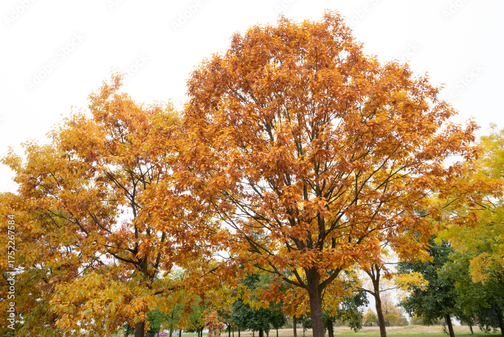 Naklejka premium autumn in gernany