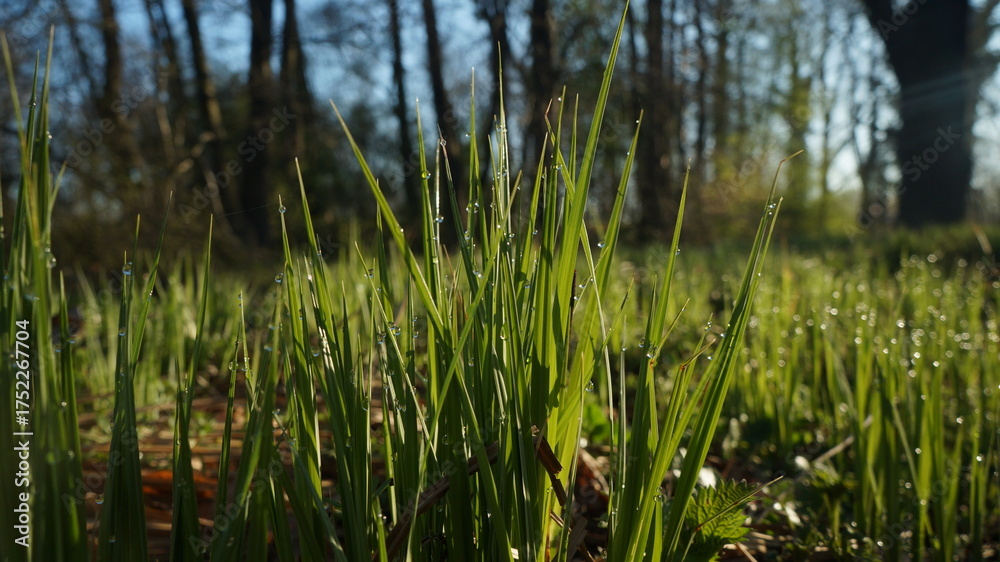 Fototapeta premium grass and water