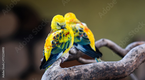 Cute Pair Of Colorful Yellow Rpsella Parrots Preening Feathers