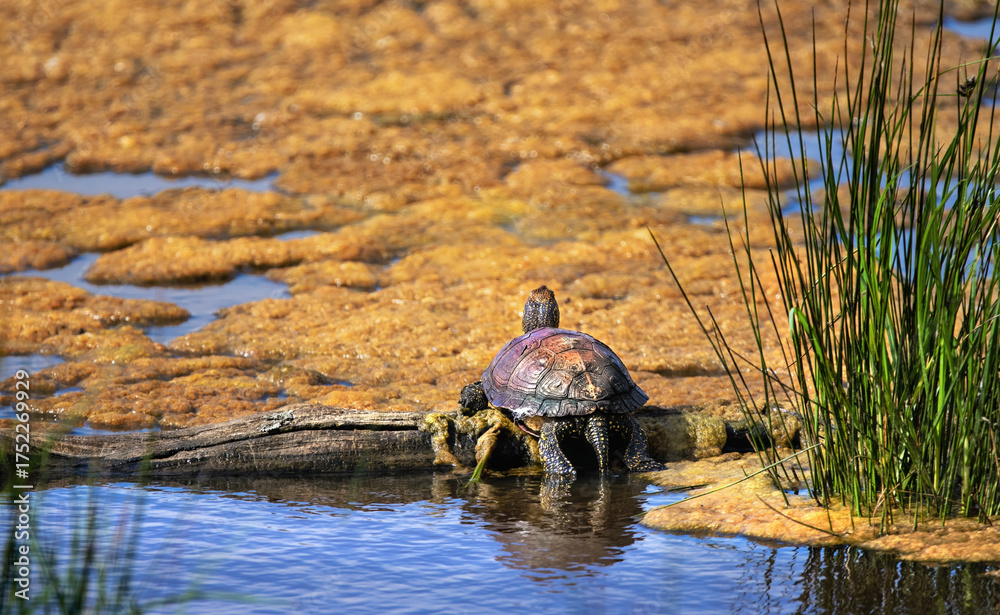 Fototapeta premium A European Pond Turtle Sunbathing (Emys Orbicularis)