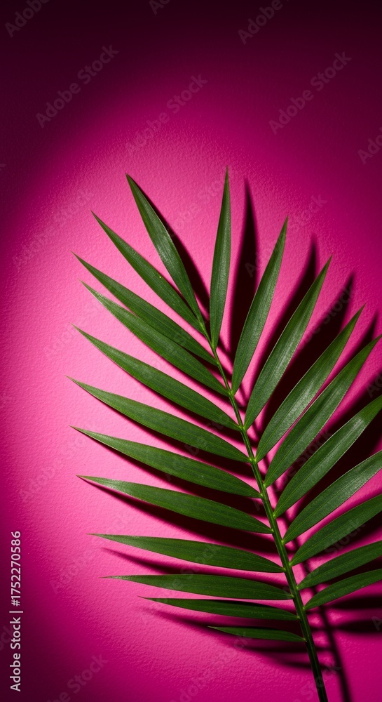Fototapeta premium Palm leaf with long narrow green fronds against vibrant pink and purple gradient background healthy foliage tropical botanical elongated leaf aesthetic natural plant leaf arrangement