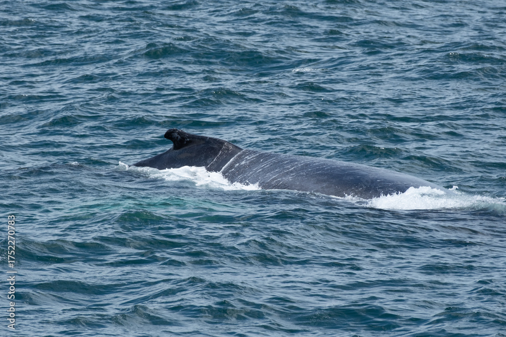 Obraz premium Finnwale und Buckelwale mit schöner Flosse im freien Meer