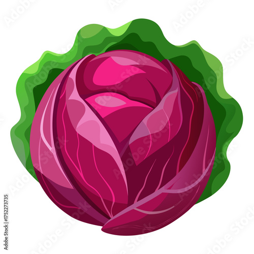 Fresh red cabbage with vibrant green leaves, perfect for healthy recipes and culinary creations, a stunning ingredient for vibrant salads and delicious vegan dishes