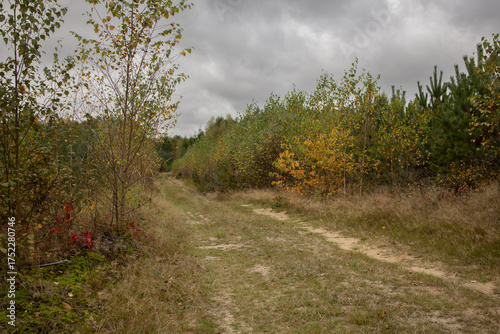 Country path leading through dense autumn vegetation