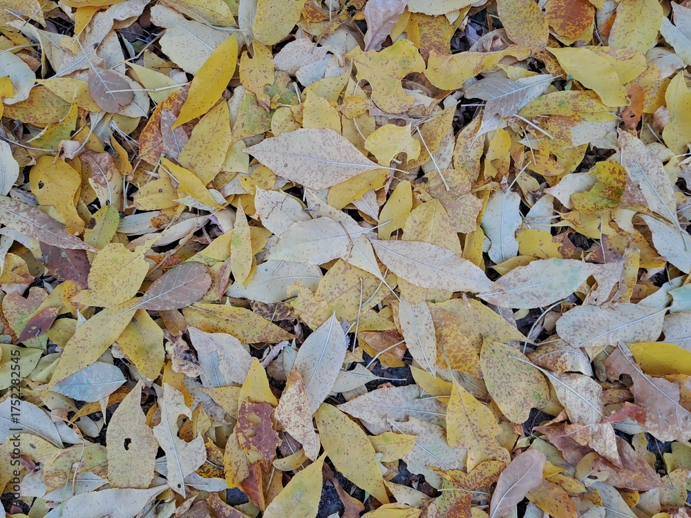 Obraz premium autumn leaves on the ground