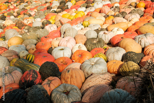 A lot of different pumpkins lying outside in the sunlight
