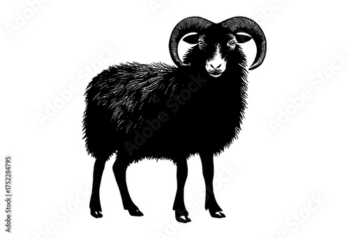a black and white silhouette of a ram with large curved hornsanimal, black, goat, illustration, lamb, profile, ram, sheep, stand, trumpet, white 