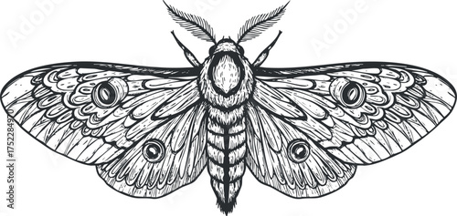 Detailed illustration of a moth showcasing intricate wing patterns and features in black and white.
