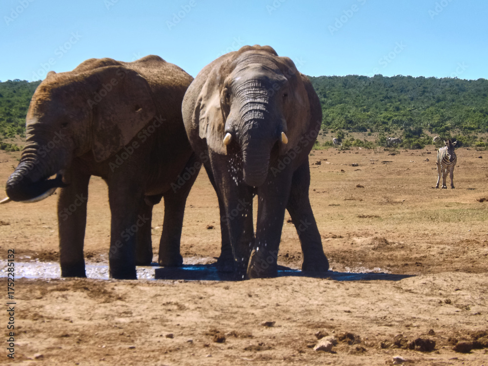 Obraz premium Elephant