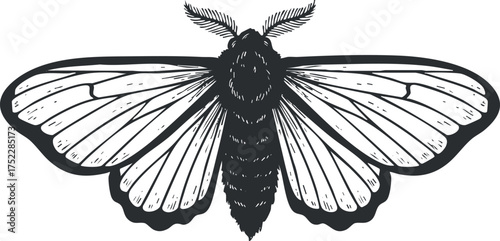 A detailed black and white illustration of a moth with intricate wing patterns.