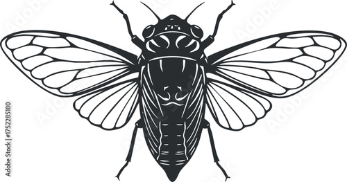 Detailed black and white illustration of a cicada with intricate wing patterns and features