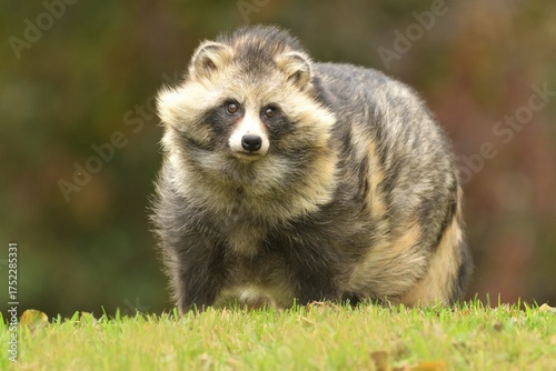 Raccoon dog common Nyctereutes procyonoides meadow Chinese Asian field closeup cute darling invasive species in Europe, evening sunset summer looking, beast fur eyes problem for biodiversity, Europe