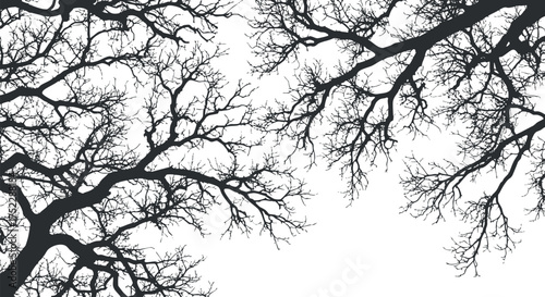 Silhouette of bare tree branches against a white background creating a minimalist nature design.