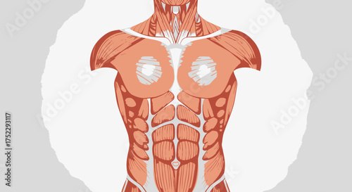 Detailed Illustration of Human Torso Musculature for Anatomy Study.
