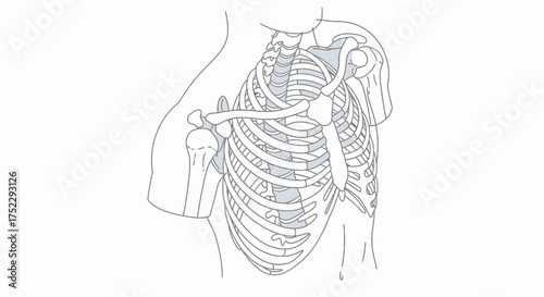 Anatomical Line Drawing of the Human Rib Cage and Shoulder.