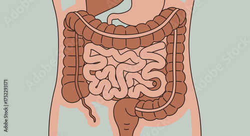 Detailed Human Digestive System Anatomy Illustration.