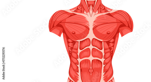Anatomical illustration of the human muscular system of the torso.
