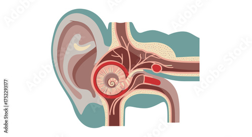 Human Ear Anatomy Illustration - Detailed Cross-Section for Medical Education.