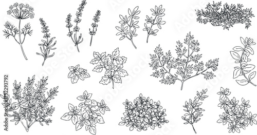 A collection of hand-drawn herbs including dill thyme oregano basil and more.