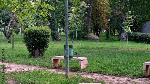 Magpies scavenging in a trash bin at Lulishte Ismail Qemali Park, Tirana