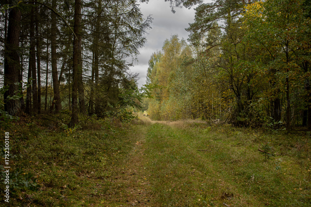 Obraz premium beautiful autumn landscape with a road between two old forests with tall trees and thick green-yellow grass, autumn in the forest, autumn in nature, autumn on the background, October in pictures