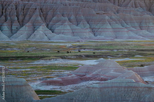 Photography Cows grazing in badlands national park