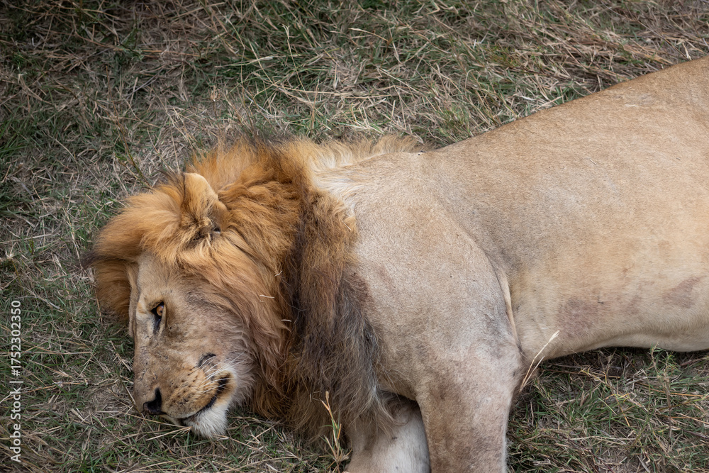 Naklejka premium A beautiful lion in the African savannah. A large lion. African nature. Wild animal.