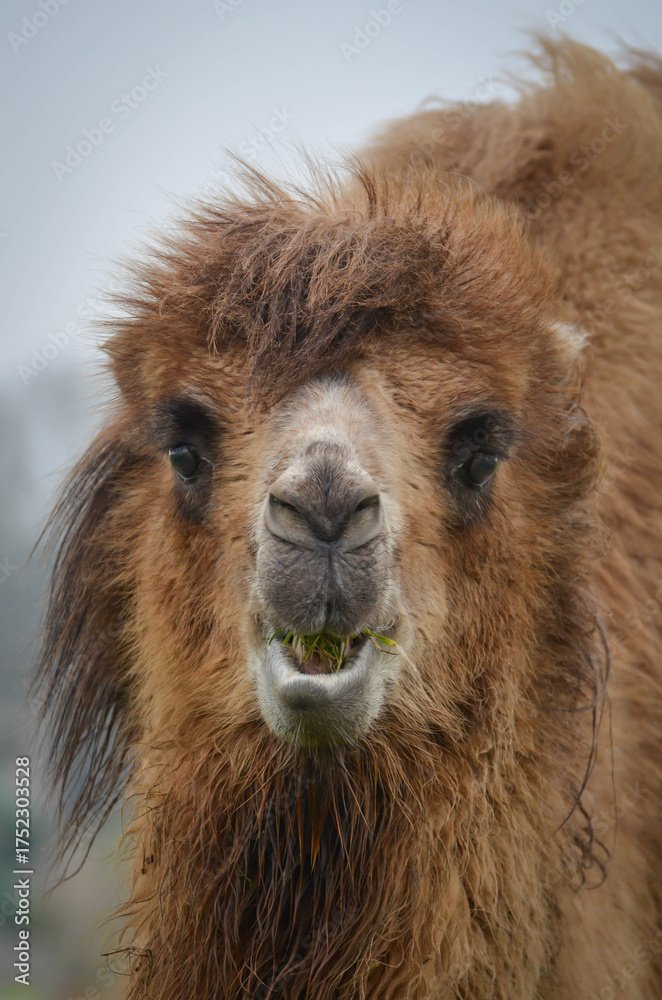 Obraz premium The Bactrian camel, also known as the Mongolian camel, is a large even-toed ungulate native to the steppes of Central Asia. It has two humps on its back, in contrast to the single