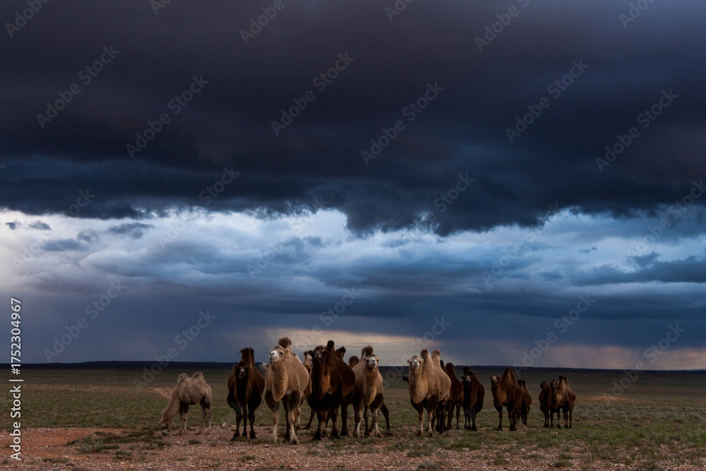 Fototapeta premium The Bactrian camel, also known as the Mongolian camel, is a large even-toed ungulate native to the steppes of Central Asia. It has two humps on its back, in contrast to the single
