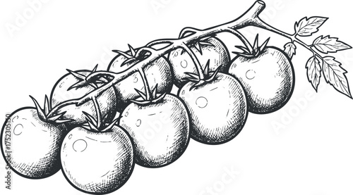 Illustration of a vine with ripe tomatoes, perfect for culinary or gardening themes.