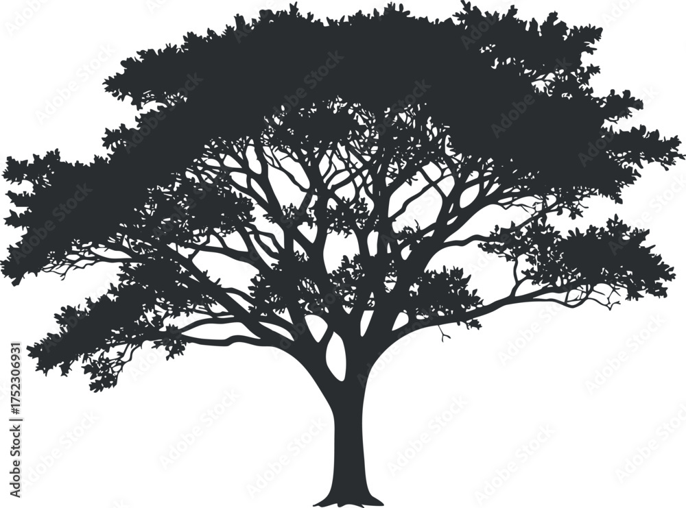 Obraz premium A detailed silhouette of a tree showcasing its expansive branches and foliage.