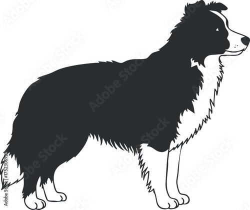 Stylized silhouette of a border collie dog standing in profile position.