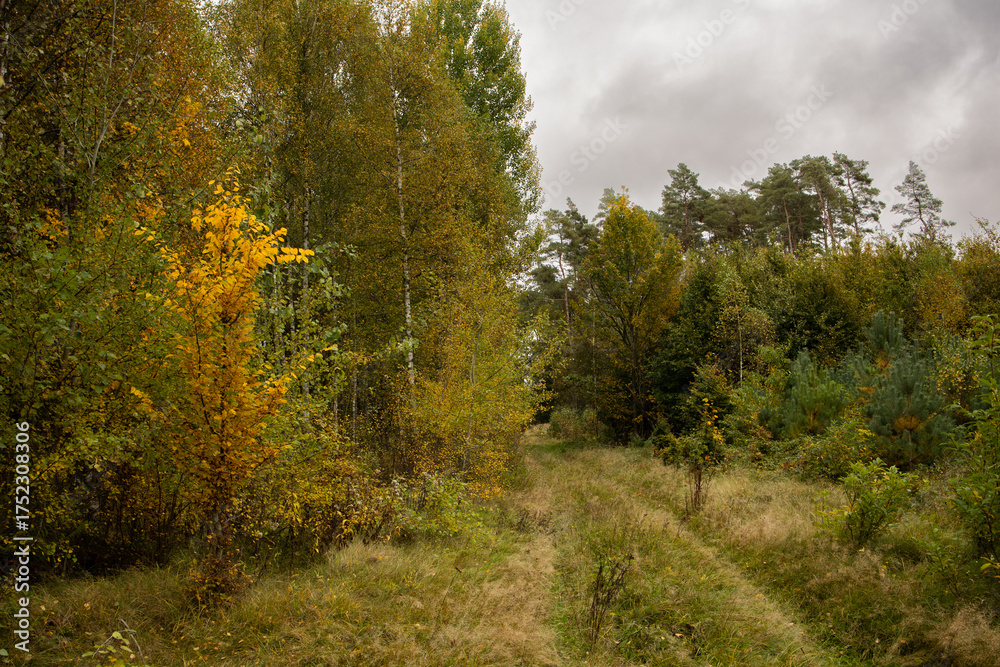 Obraz premium diverse nature of Polish forests, autumn landscape in Europe, European forests in autumn