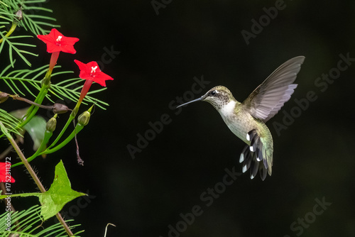 A ruby-throated hummingbird flying in a flower garden