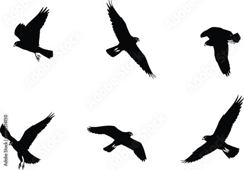 Bird of prey silhouette vector, raptor in flight illustration, hawk and falcon wing pose, black graphic for wildlife, aerial predator design