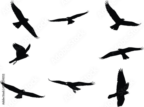Bird silhouette in flight vector, raptor wing positions illustration, hawk eagle aerial motion graphic, black wildlife design for predator species identification