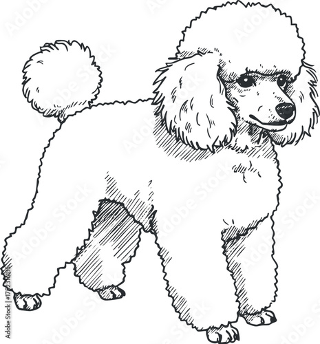 A cute illustration of a fluffy poodle standing proudly with a cheerful expression.